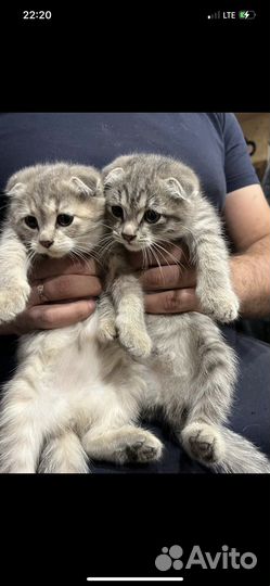 Шотландские вислоухие