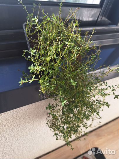 Тимьян в горшке