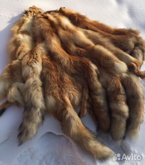 Шкуры лисы