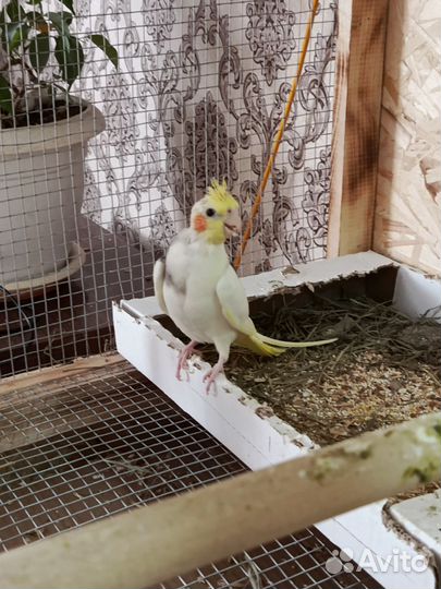 Попугай корелла птенец