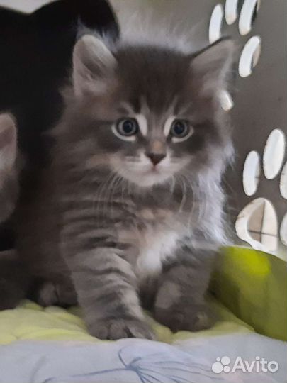 Сибирский котенок