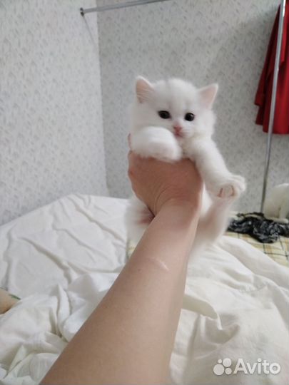 Британские котята в добрые руки