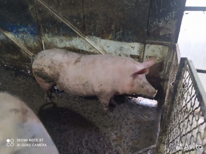 Свиньи живым весом