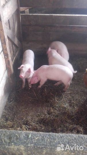 Поросята ландрас