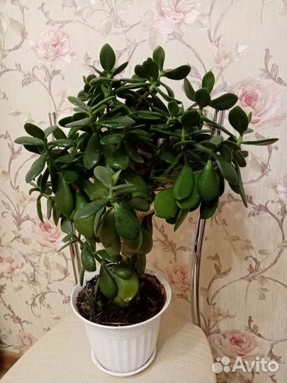 Денежное дерево