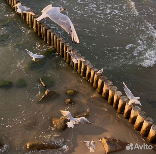 Экскурсии в Калининграде