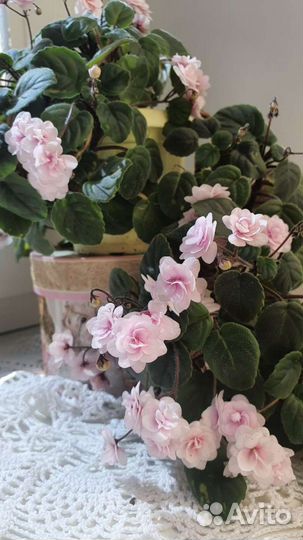 Фиалка трейлер