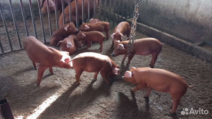 Поросята Дюрок