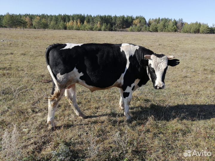 Быки на мясо