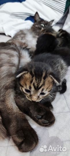 Отдам в добрые руки котят
