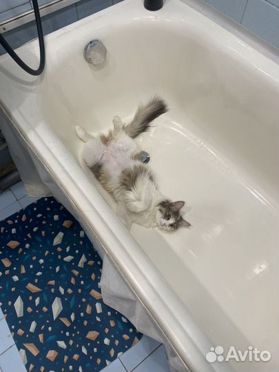 Кошечка стерилизованная в добрые руки