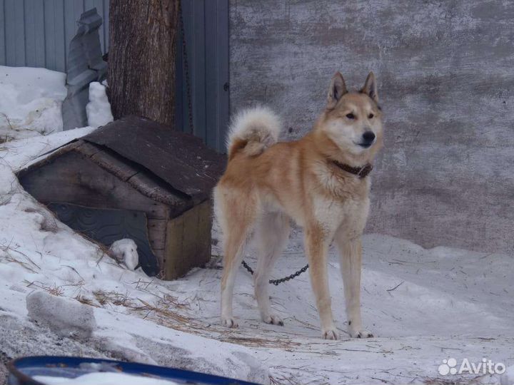 Западно сибирская лайка