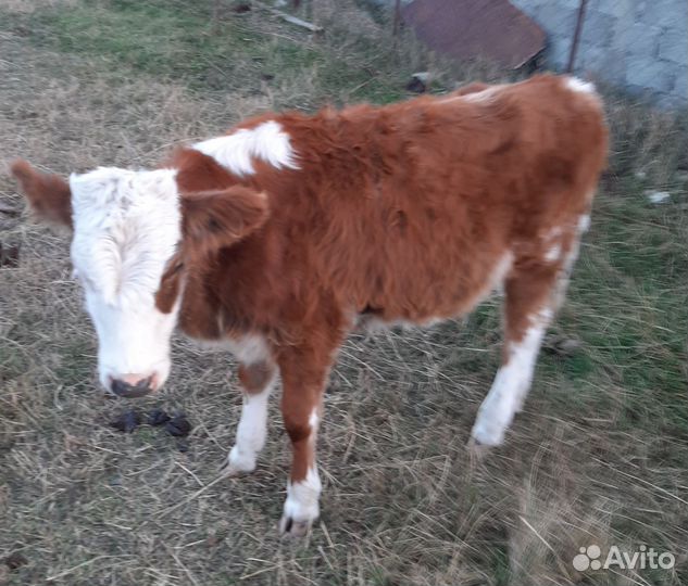 Коровы и телята