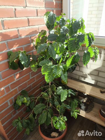 Кофейное дерево. Кофе