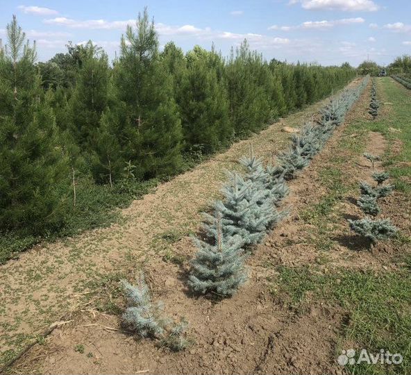 Декоративные растения
