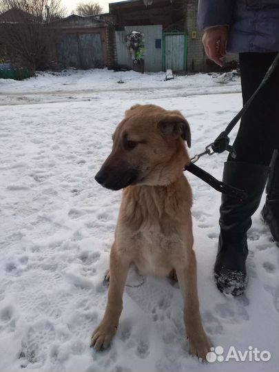 Рыжик ждет своего человека