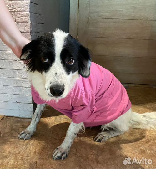 Собака - компаньон Таша