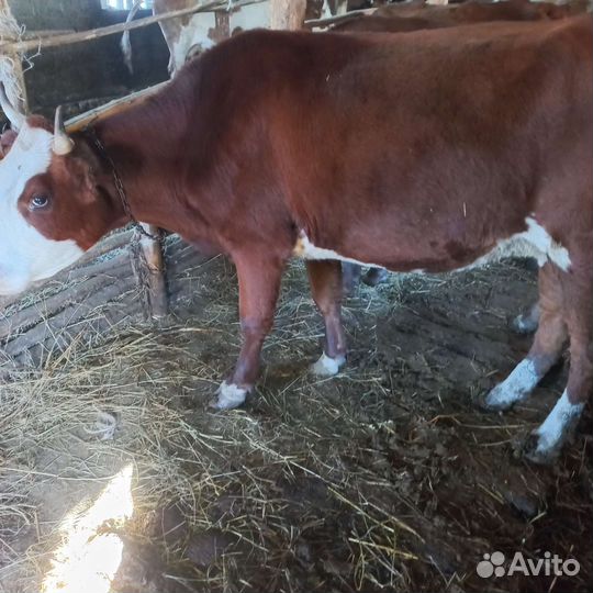 Корова стельная