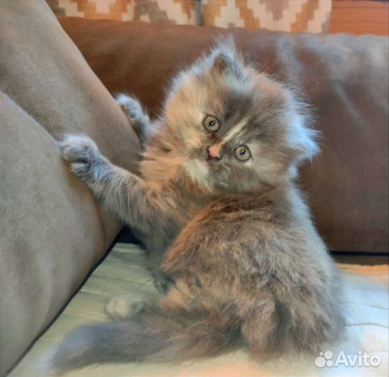 Персидский котëнок девочка