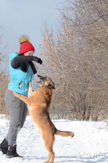Веселый пес - Попрыгун в дар