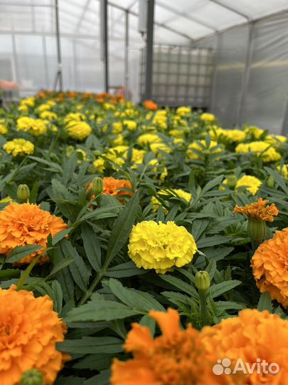 Рассада бархатцев
