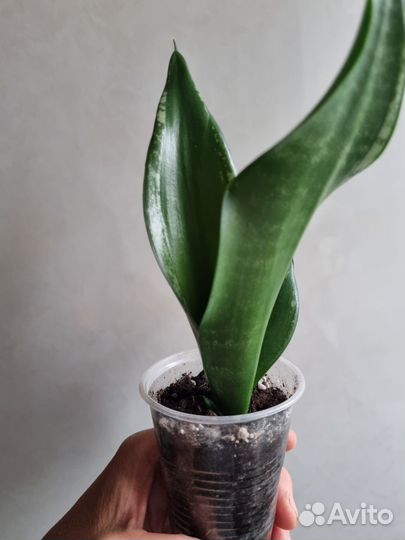 Сансевиерия Уитни