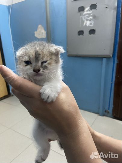 Котятки в добрые руки