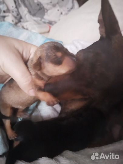 Мини той-терьер девочка