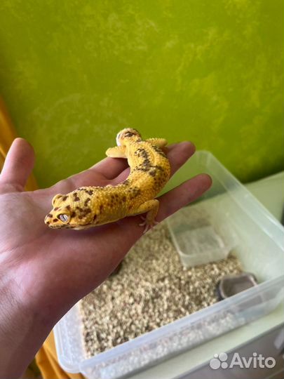 Ящерица эублефар