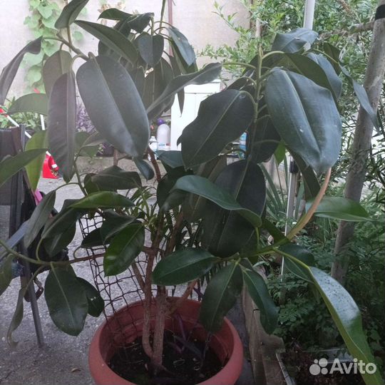 Комнатные и ландшафтные растения