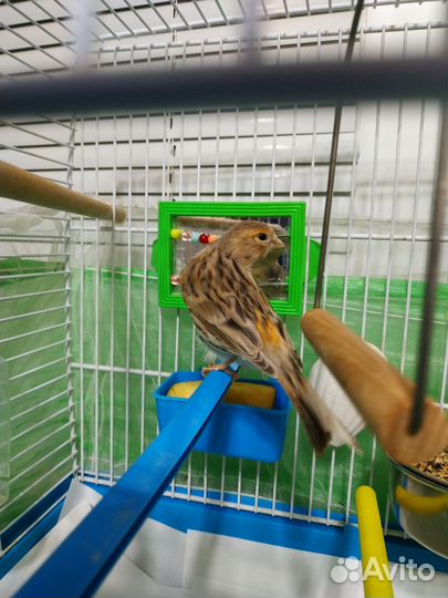 Канарейка- самочка