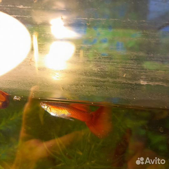 Аквариумные рыбки, улитки