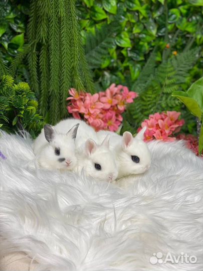 Карликовые кролики декоративные Мск