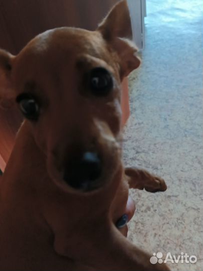 Карликовый пинчер