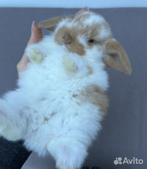 Декоративные крольчата вислоухие, минилоп