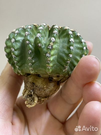 Discocactus horstii
