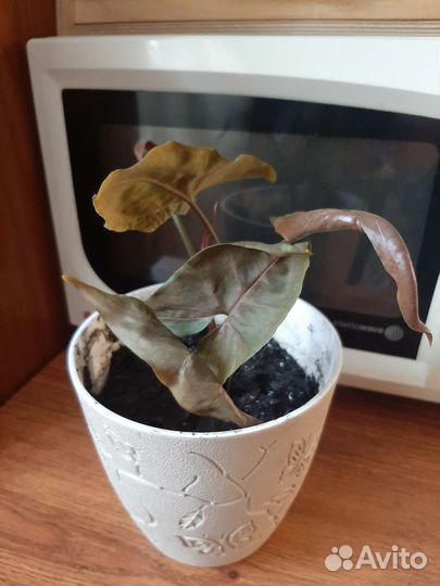 Сингониум шоколад