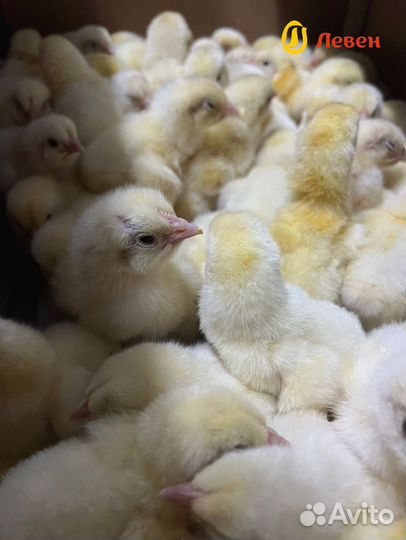 Цыплята суточные бройлер кобб 500 и росс 308