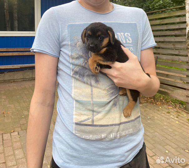 Щенки дворняжки в дар
