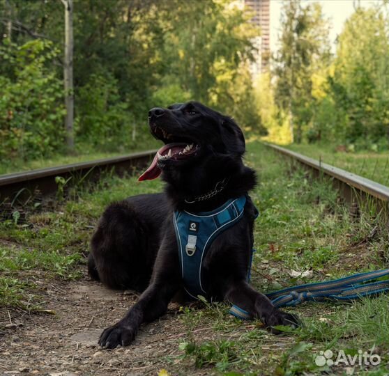 Собака в добрые руки отдам бесплатно из приюта