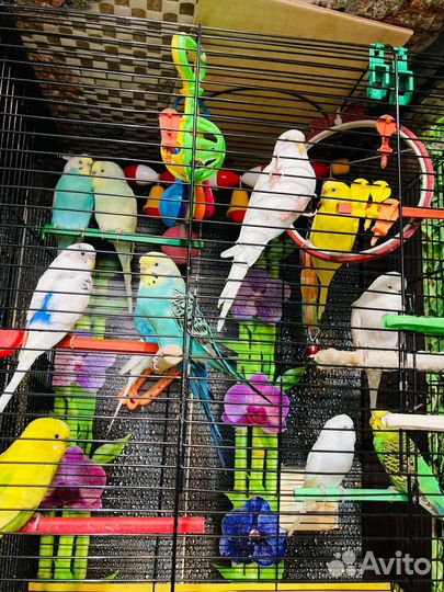 Попугай Розелла