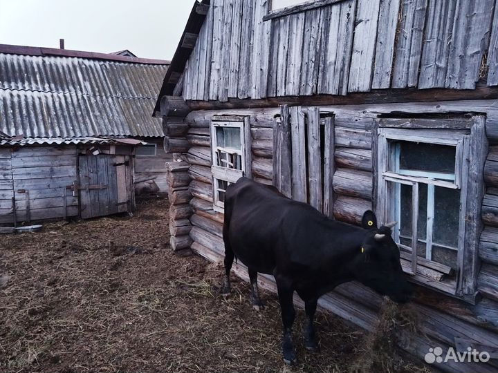 Телки стельные