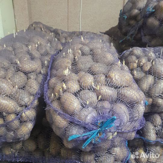 Картофель семенной