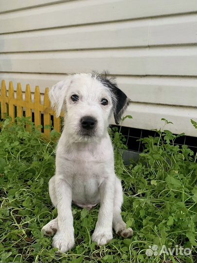 Щенки парсон рассел терьер