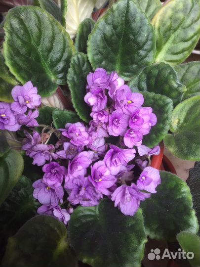 Фиалка, Зигокактус