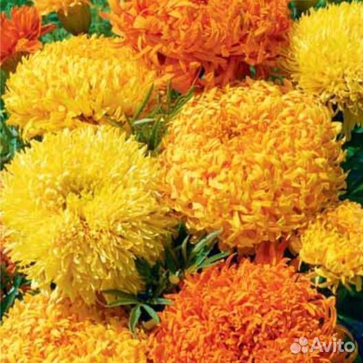 Бархатцы рассада