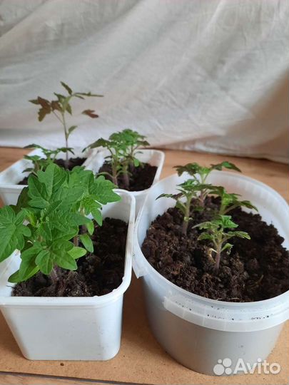 Рассада балконных помидор