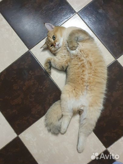 Кот для вязки