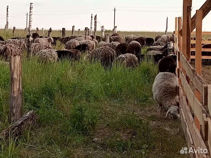 Баранина живым весом