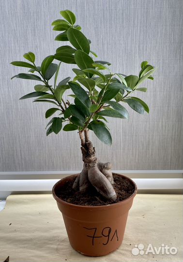 Фикус гинсенг
